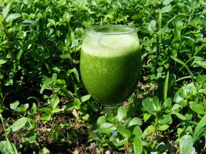 smoothiegreen -1616068